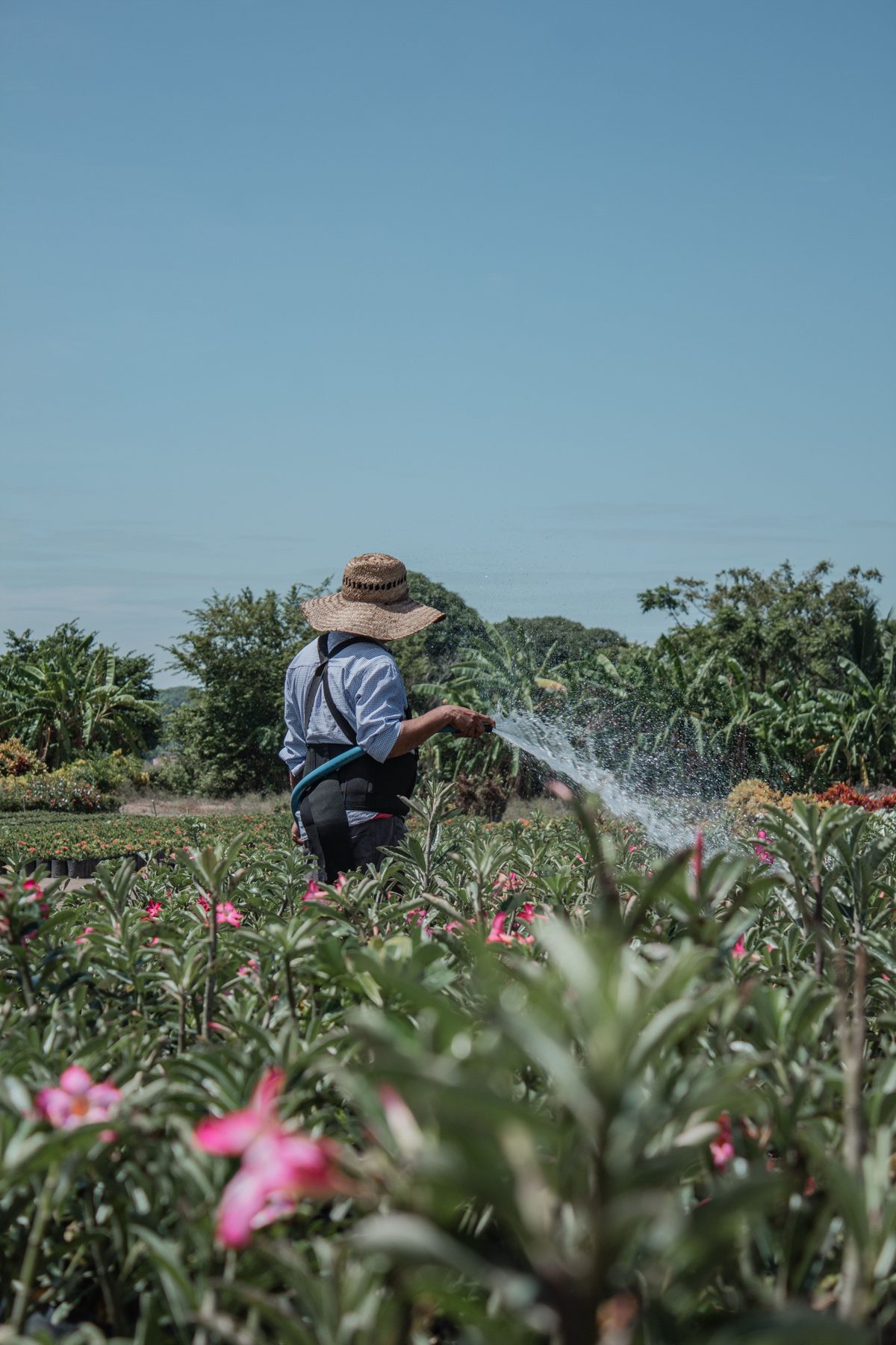 A grower watering a field of pink flowers under a clear blue sky