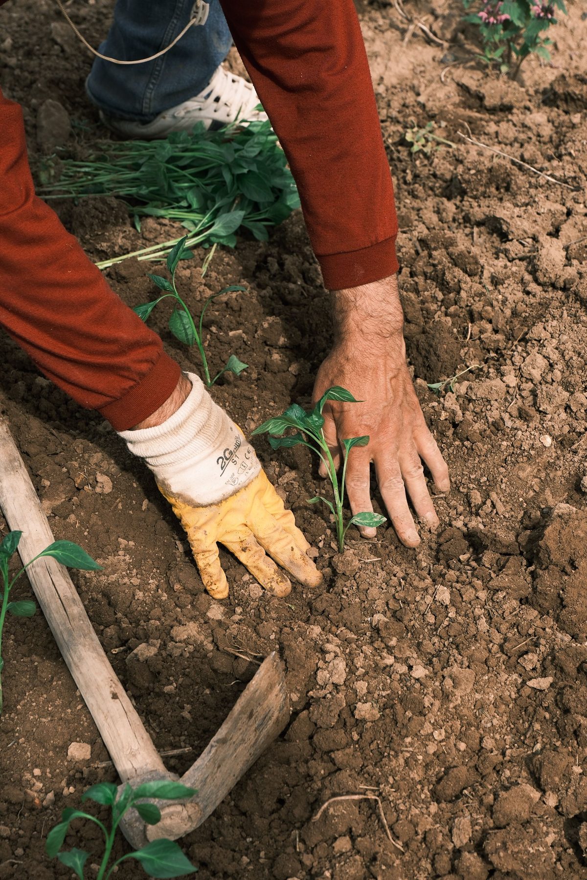 Gloved hands planting young seedlings in dark soil