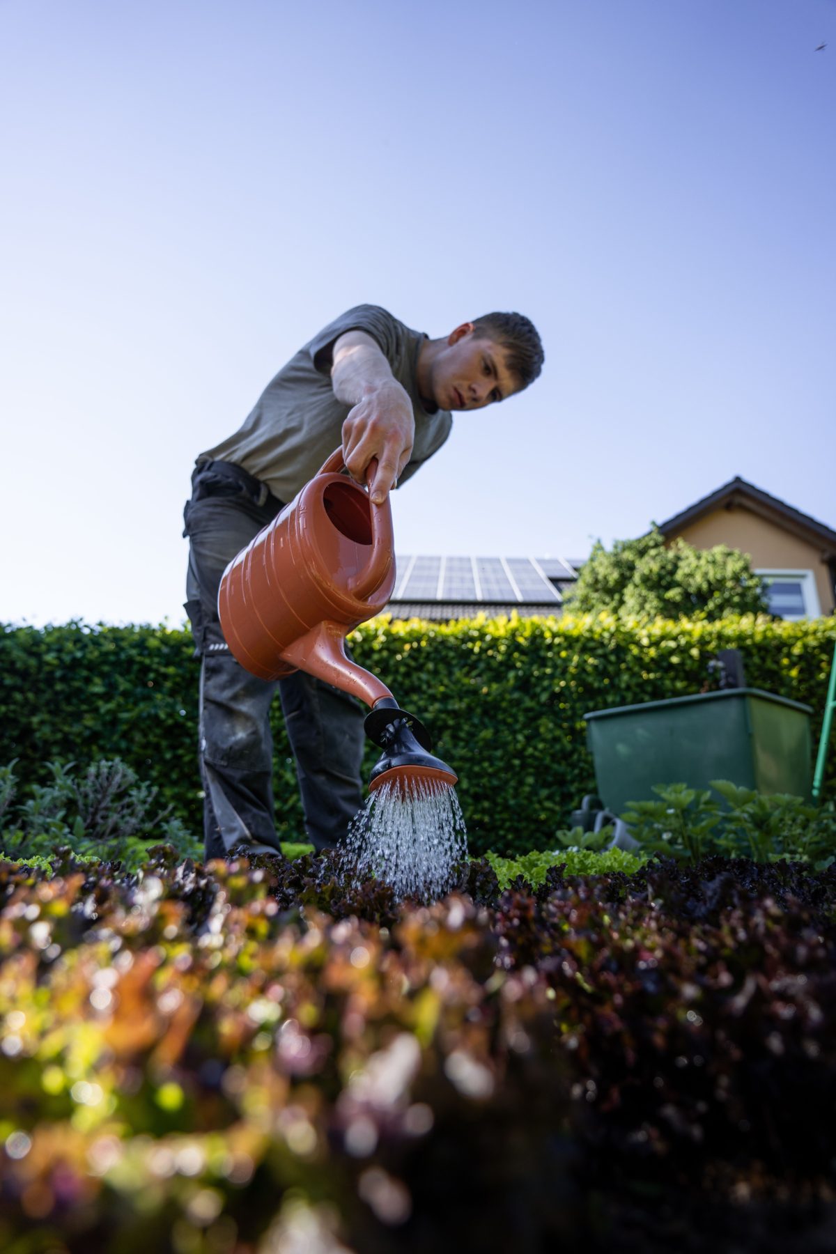 Watering dark leafy plants with a copper watering can under a blue sky