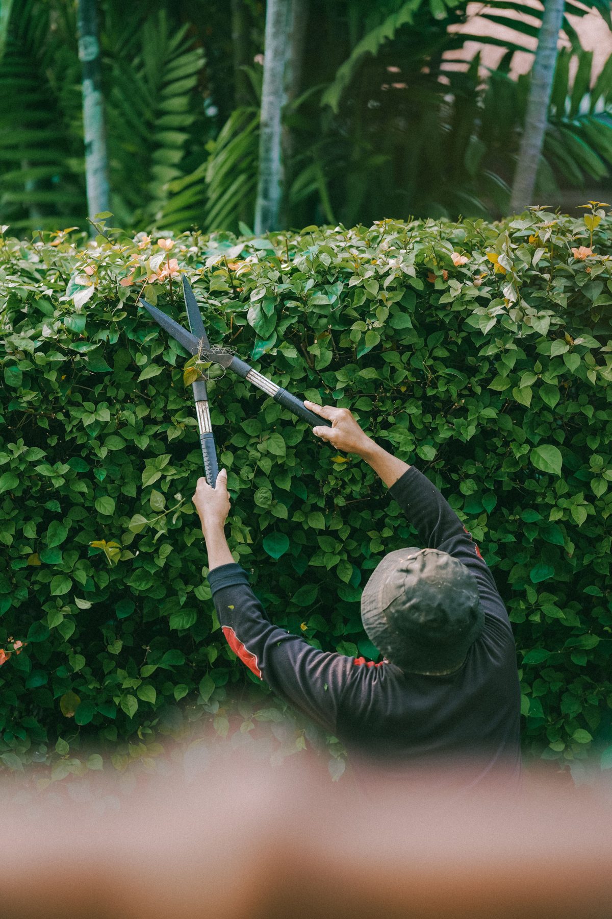 A gardener clipping a tall green hedge with hand shears