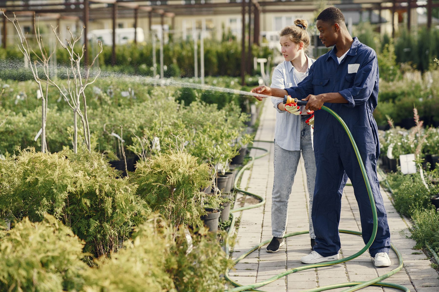 Two people treating plants with a hose in a nursery